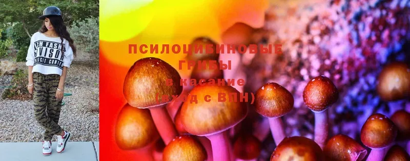 Псилоцибиновые грибы Psilocybine cubensis  OMG как зайти  Венёв 